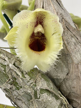 Clowesia warczewitzii 'SVO' X Ctsm. Orchidglade 'Davie Ranches' AM/AOS