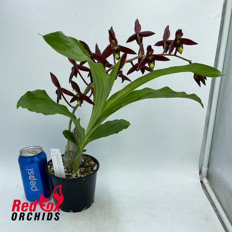 Catasetum tenebrosum 'Ed Wise' AM/AOS X Ctsm. callosum 'SVO Black Lip' AM/AOS