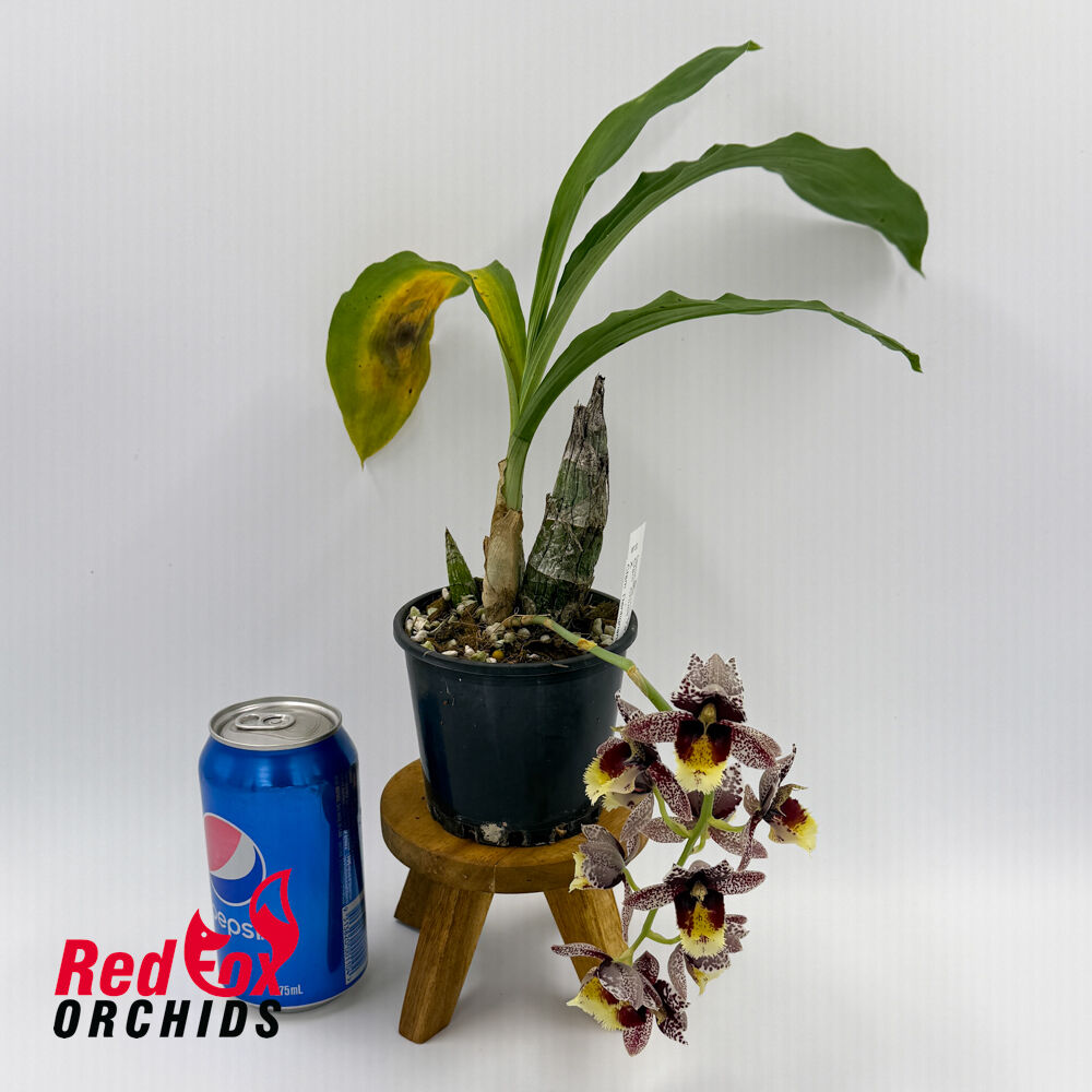 Catasetum Chuck Taylor 'Way Good' X Ctsm. Dentigrianum 'Best'