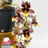 Catasetum Chuck Taylor 'Way Good' X Ctsm. Dentigrianum 'Best'