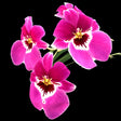 Miltoniopsis Prelapsarian 'Stefanie' Flower
