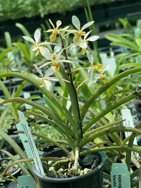 Holcoglossum subulifolium x Vanda Miniata