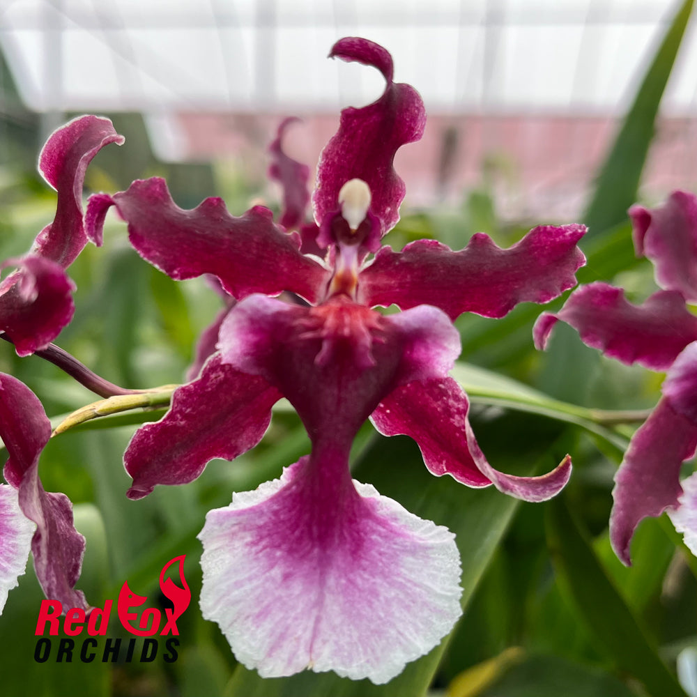 Odontocidium Red Wasp 'Scentual Sting'