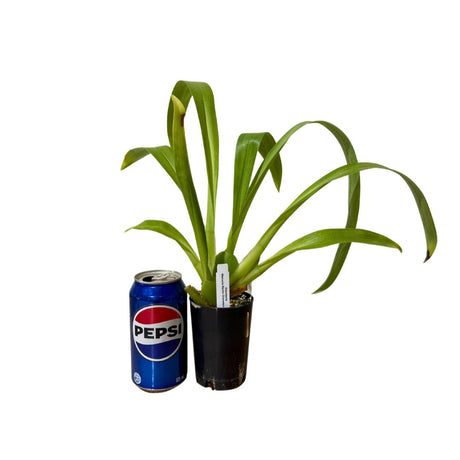 Odontonia Memoria Martin Orenstein 'Lulu' 75mm Orchid Plant