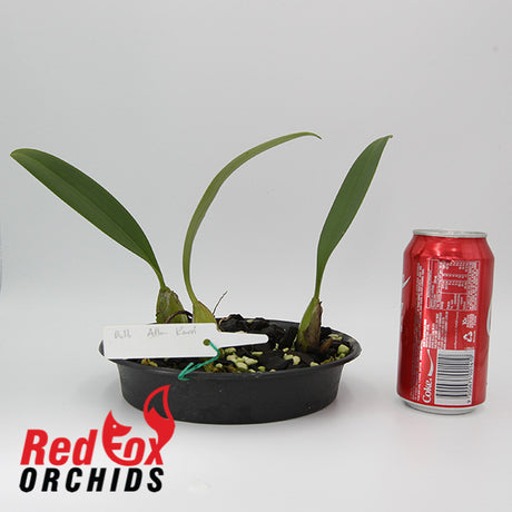 Bulbophyllum allenkerrii