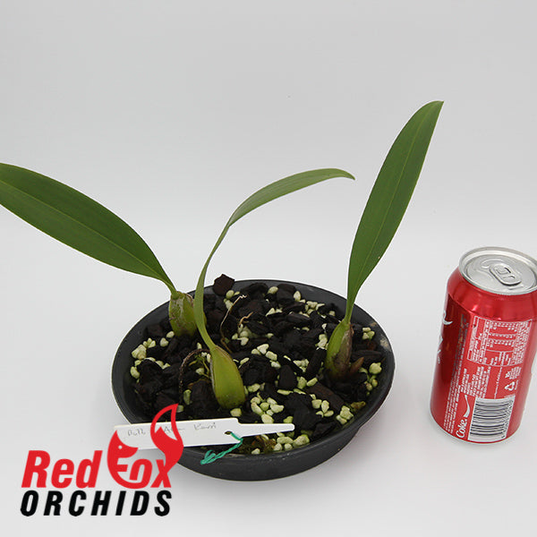 Bulbophyllum allenkerrii