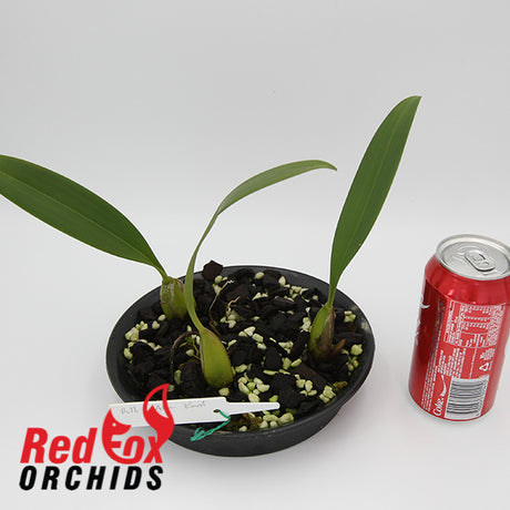 Bulbophyllum allenkerrii