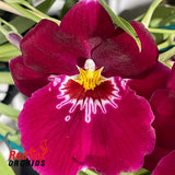 Miltoniopsis Bert Fields ‘Leash’ AM/AOS