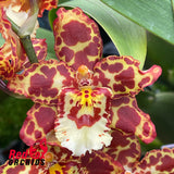 Wilsonara Eye Candy 'Penny Candy'