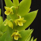Dendrobium anceps