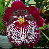 Miltoniopsis Breathless 'Florence'