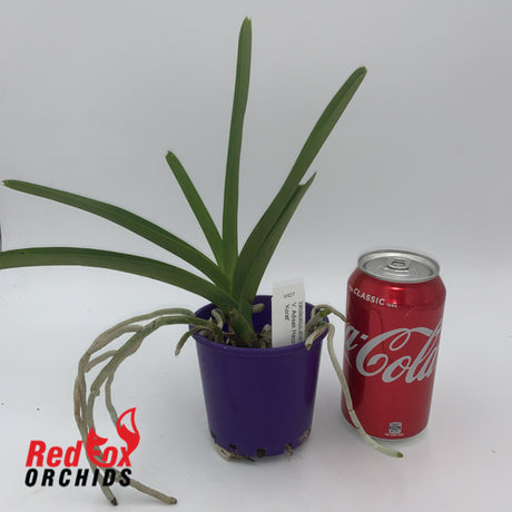 Vanda Adisak Happiness 'Korat'