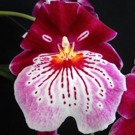 Miltoniopsis Breathless 'Brilliant'