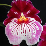 Miltoniopsis Breathless 'Brilliant'