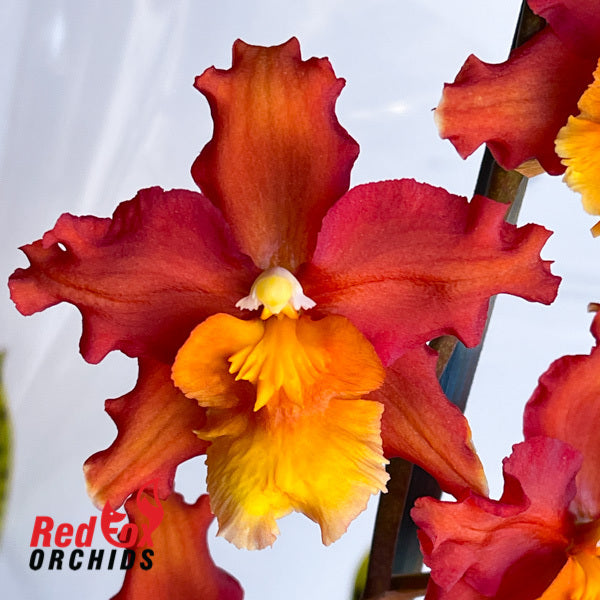 Wilsonara Hilo Firecracker 'Bling'