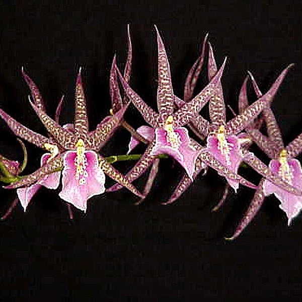 Miltassia Charles M. Fitch ‘Izumi’