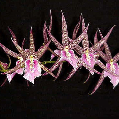 Miltassia Charles M. Fitch ‘Izumi’