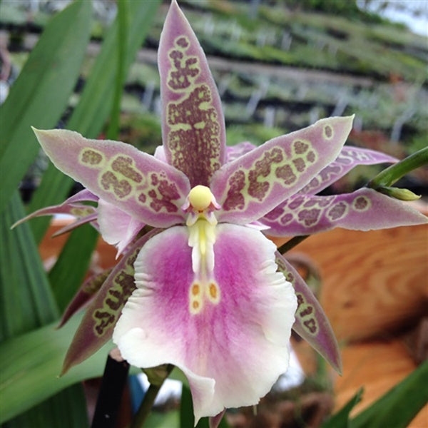 Miltassia Lavender Kiss 'Lavender Taffy'