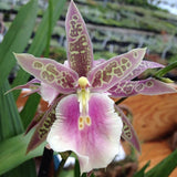 Miltassia Lavender Kiss 'Lavender Taffy'