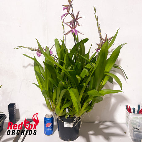 Miltassia Lavender Kiss 'Lavender Taffy'