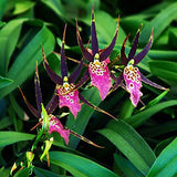 Miltassia Shelob 'Okika'