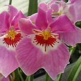 Miltoniopsis Woody Carlson 'Enduring Ardor'