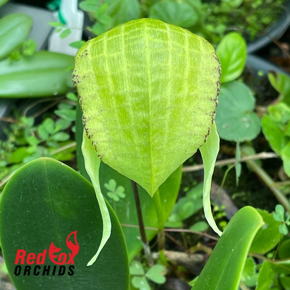 Bulbophyllum grandiflorum 'Green'