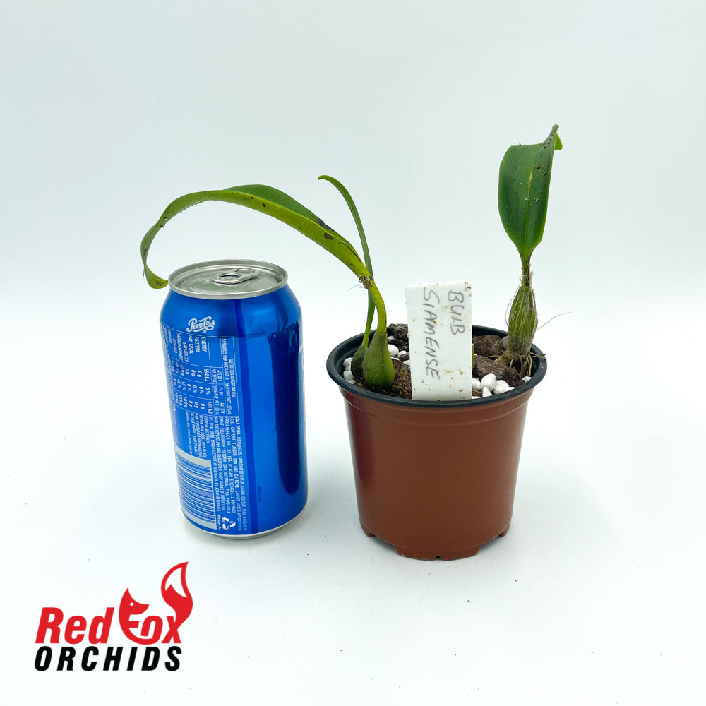 Bulbophyllum siamense