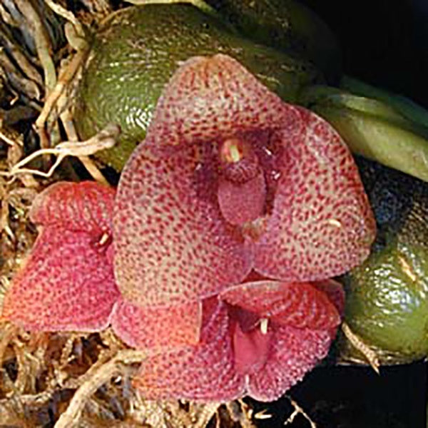 Bulbophyllum Trias picta