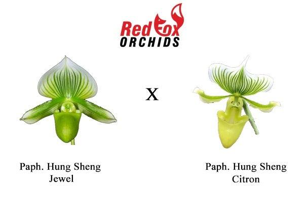 Paphiopedilum Hung Sheng Jewel x Hung Sheng Citron