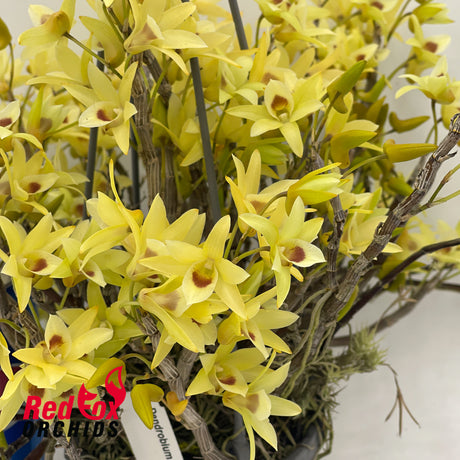 Dendrobium Matos