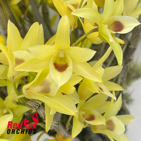 Dendrobium Matos