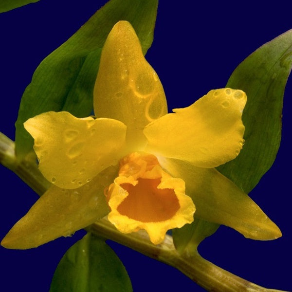 Dendrobium henryi