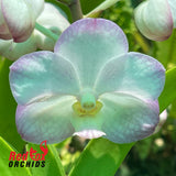 Vascostylis Crownfox Magic ‘Korat’