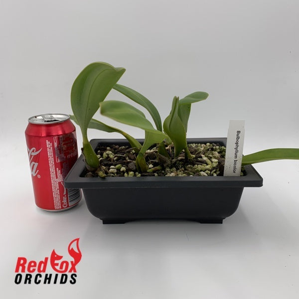 Bulbophyllum bicolor