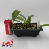 Bulbophyllum bicolor