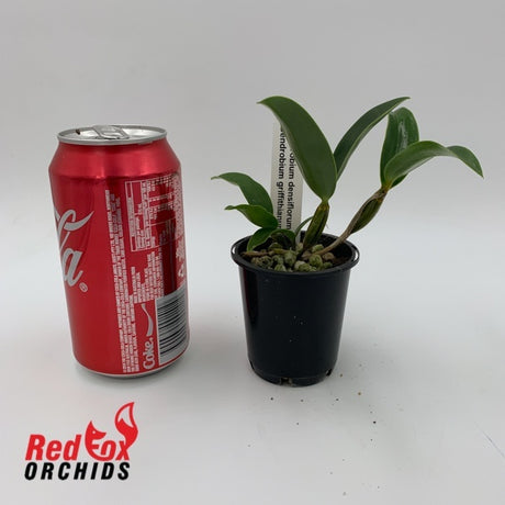 Dendrobium densiflorum x griffithsianum