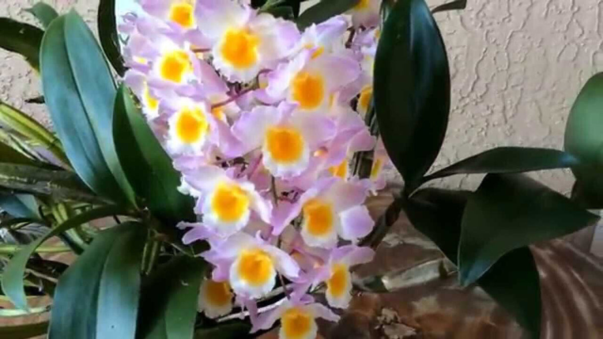 Dendrobium farmeri 'Pink'