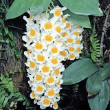 Dendrobium farmeri