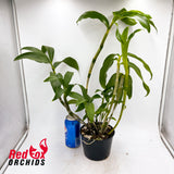 Dendrobium thyrsiflorum