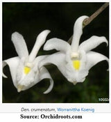 Dendrobium crumenatum