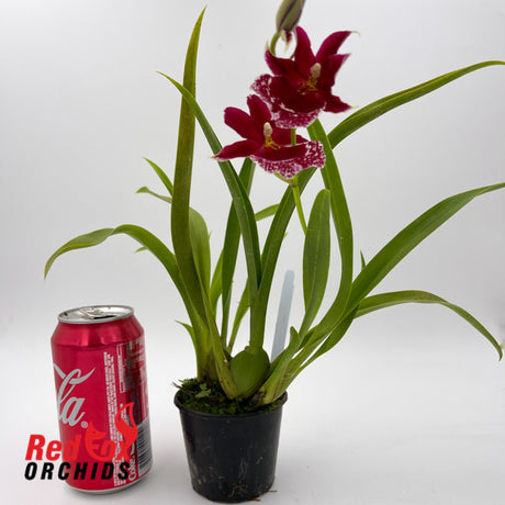 Vuylstekeara Home Spun Sprite 'Sapphire Seduction'
