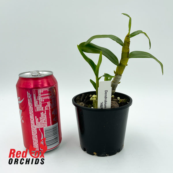 Dendrobium Stardust 'H & R'