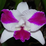 Laeliocattleya Purple Cascade 'Beauty of Perfume'