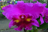 Rhyncholaeliocattleya Lucky Stripe 'Mung Korn'