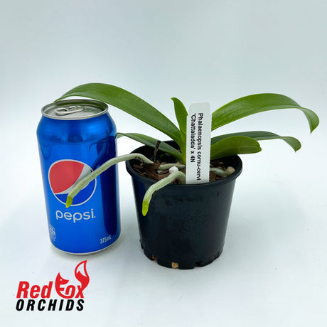 Phalaenopsis cornu-cervi Var. Chattaliadda (4n)