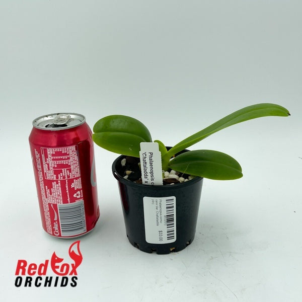 Phalaenopsis cornu-cervi Var. Chattaliadda (4n)