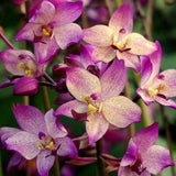 Spathoglottis Far Out Freckles