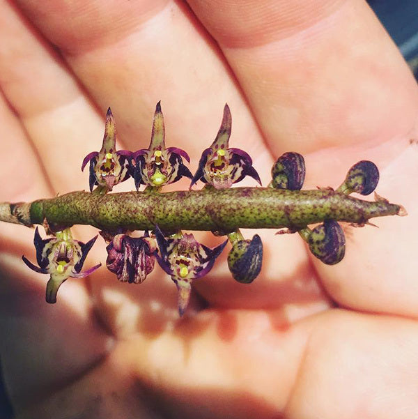Bulbophyllum congolianum