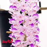 Rhynchostylis retusa